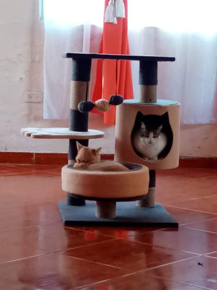 Rascadores para Gatos Quito